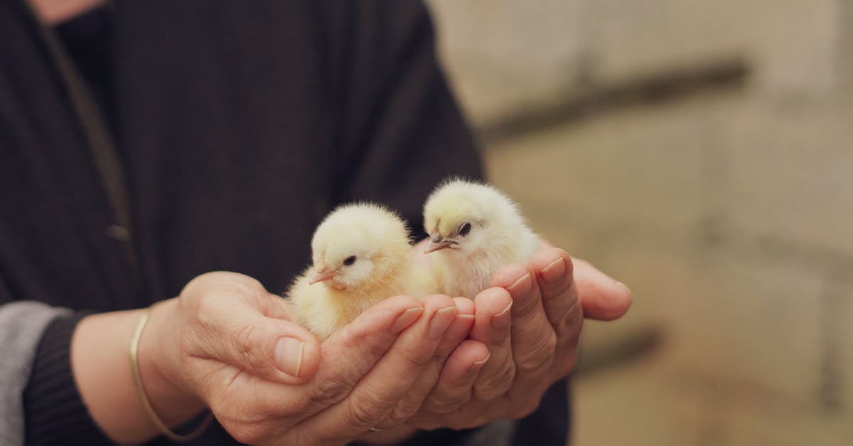 découvrez les meilleures pratiques et conseils pour prendre soin des oisillons. apprenez à nourrir, abriter et protéger ces petites créatures vulnérables jusqu'à leur envol.