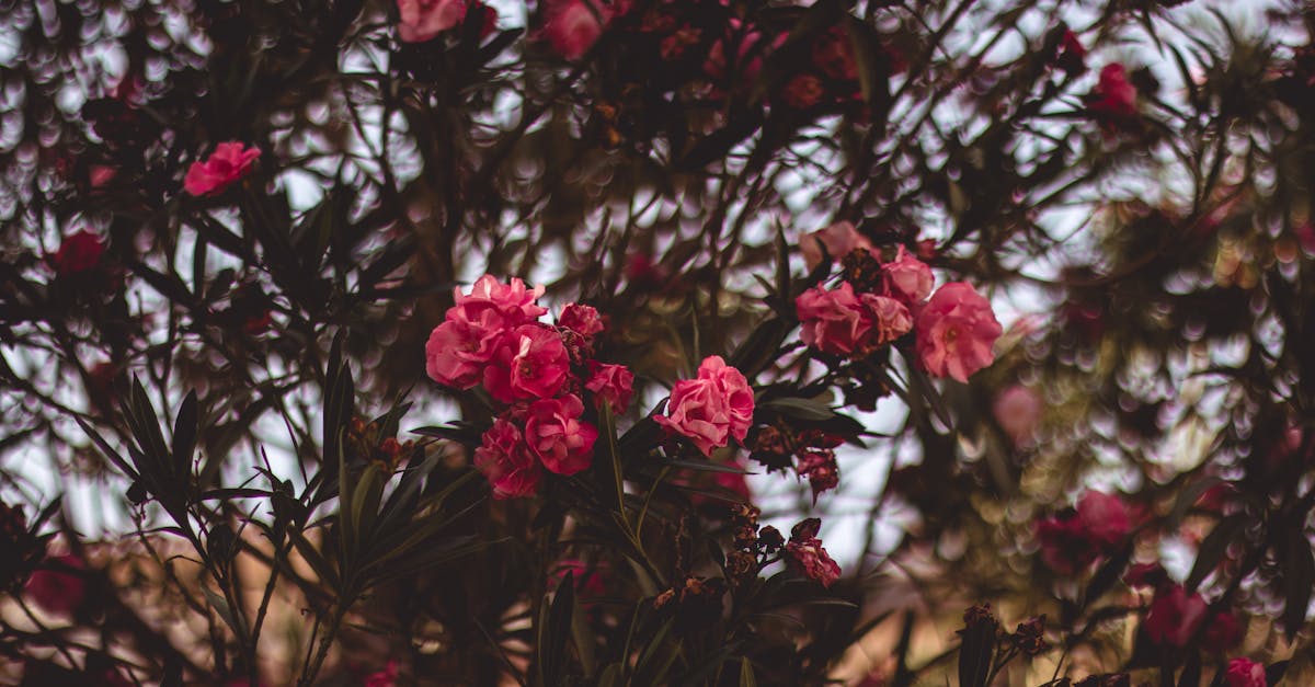 découvrez l'oleander, une plante ornementale prisée pour ses fleurs éclatantes et son feuillage luxuriant. apprenez nos conseils d'entretien pour cultiver cette plante qui embellit votre jardin tout en restant sensible à sa toxicité. idéal pour les jardiniers passionnés !