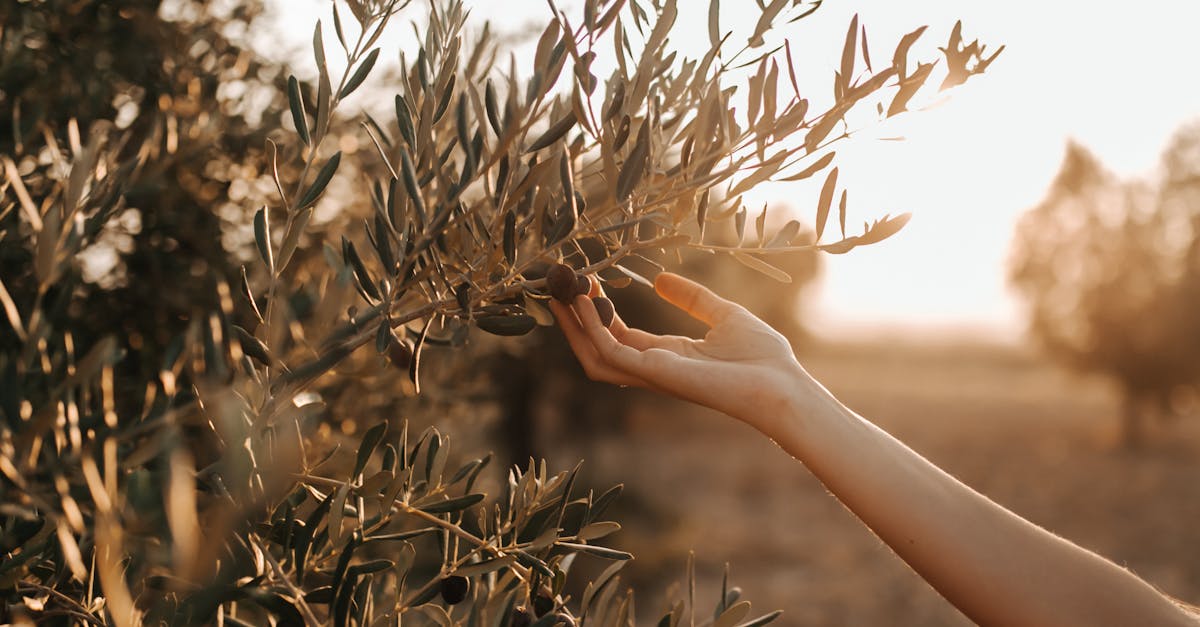 découvrez les bienfaits et l'importance de l'olivier, symbole de paix et de sagesse. apprenez tout sur cette plante méditerranéenne, ses vertus culinaires, ses usages médicinaux et son rôle dans la culture. explorez l'univers des olives et de l'huile d'olive, des trésors de la gastronomie.