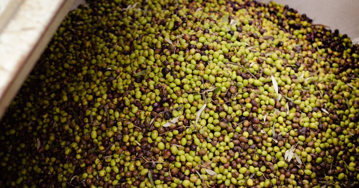 découvrez tout sur l'olivier, cet arbre emblématique de la méditerranée. apprenez ses bienfaits, ses différentes variétés et son rôle essentiel dans l'agriculture et la gastronomie. un voyage au cœur de la culture et de la tradition oléicole.