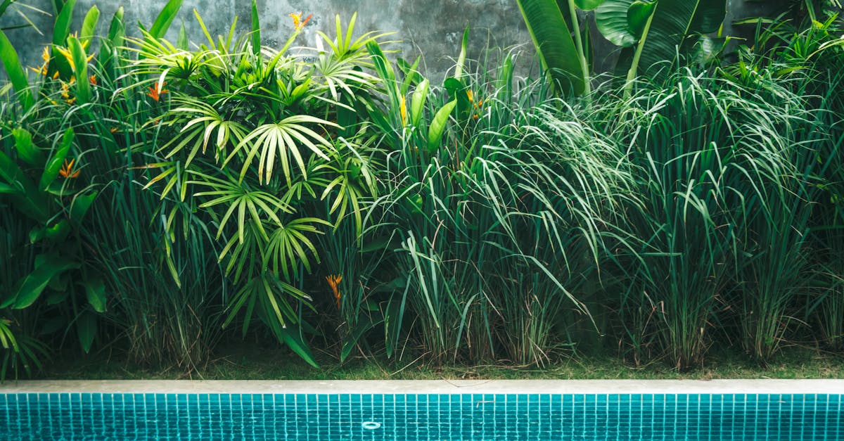 découvrez votre coin de paradis avec notre guide sur l'oasis en plein air. aménagements, idées de décoration et conseils pratiques pour transformer votre espace extérieur en un lieu de détente et de sérénité.