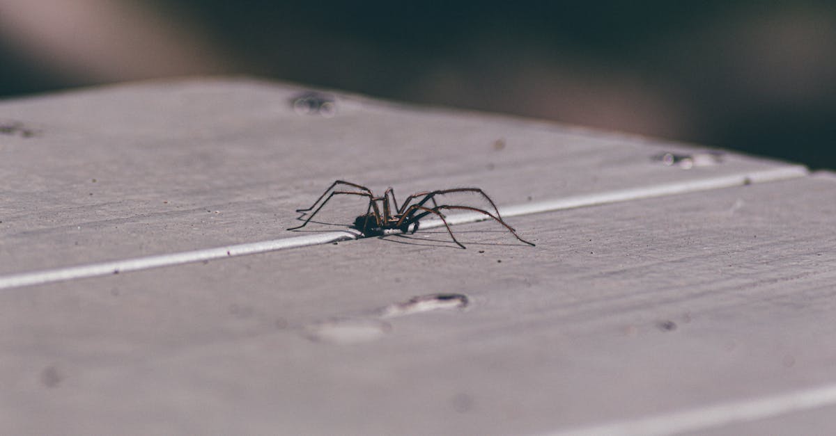 découvrez nos services de lutte contre les nuisibles pour protéger votre maison ou votre entreprise. nos experts en extermination vous offrent des solutions efficaces et respectueuses de l'environnement pour éliminer rats, insectes et autres parasites.