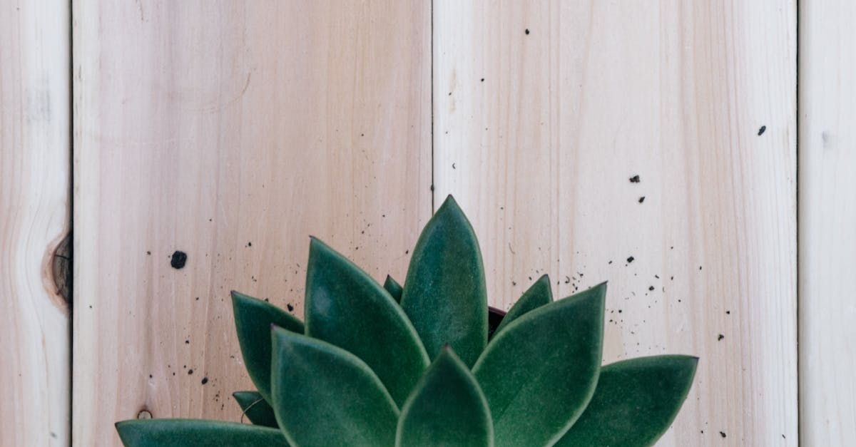 découvrez nos conseils pratiques et astuces pour réussir la plantation de vos plantes, arbres et fleurs. apprenez les meilleures techniques pour un jardin florissant.