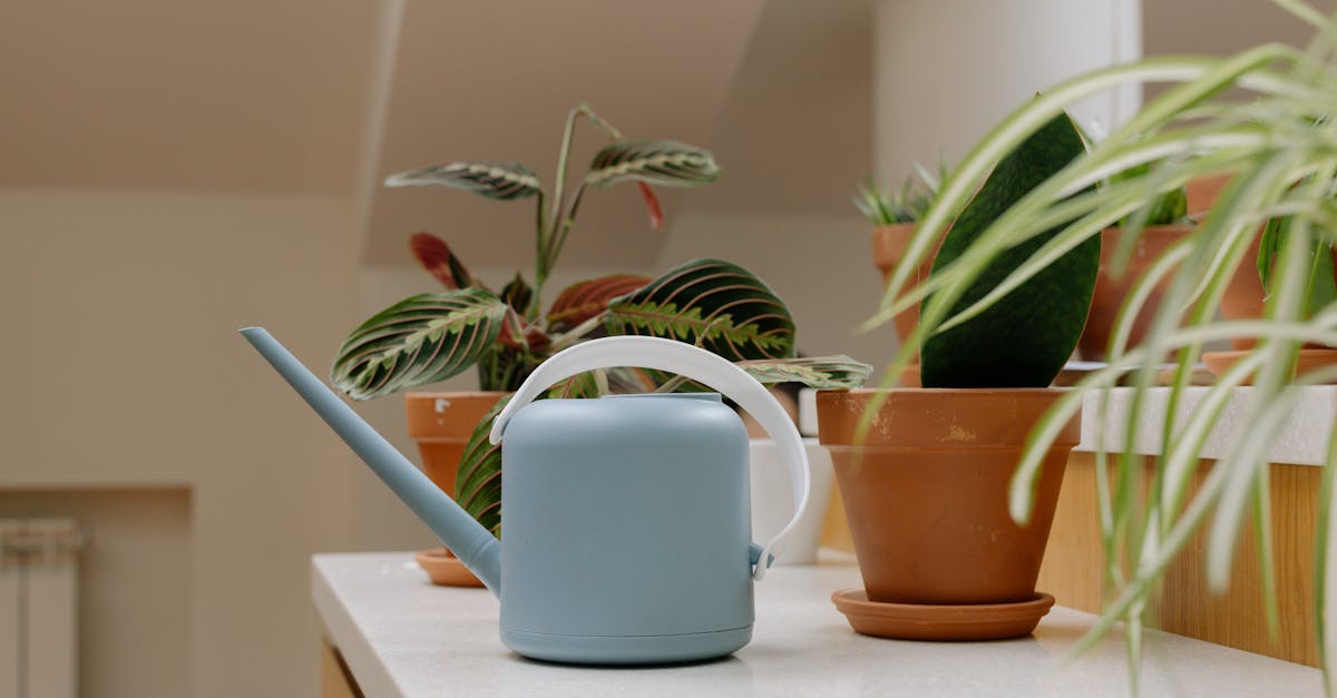 découvrez les meilleures pratiques pour planter vos plantes et fleurs avec succès. apprenez des techniques de jardinage, choisissez les bonnes saisons et trouvez des conseils sur l'entretien de votre jardin.