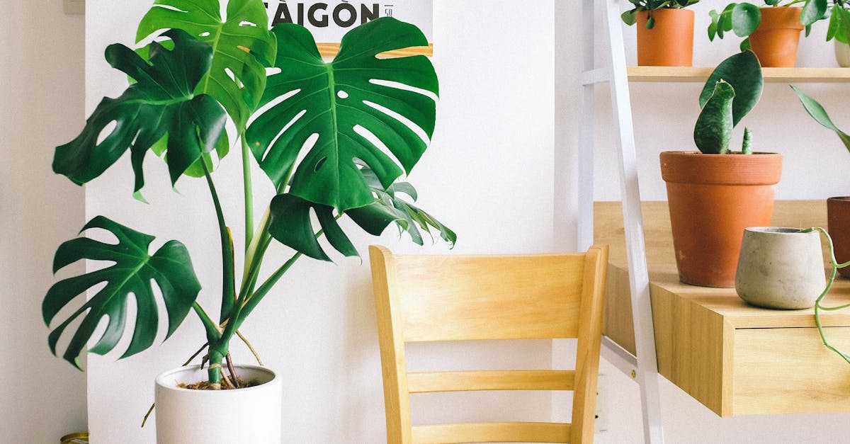 découvrez notre sélection de plantes en pot pour embellir votre intérieur et votre jardin. apportez une touche de verdure et de fraîcheur à votre espace avec des options adaptées à tous les styles et toutes les tailles. parfaites pour les amateurs de jardinage, nos plantes en pot apporteront vie et couleur à votre décoration.