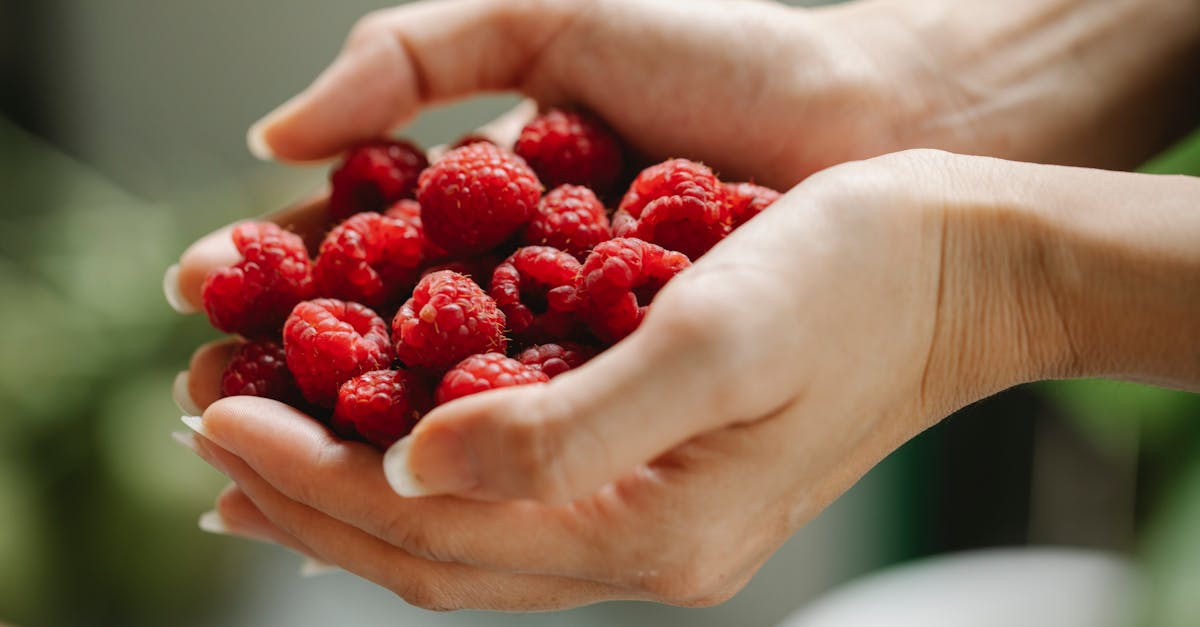 découvrez les meilleures pratiques pour la culture de framboises, de la sélection des variétés à l'entretien des plantations en passant par la récolte. apprenez à maximiser votre production de framboises avec des conseils d'experts et des astuces de jardinage.