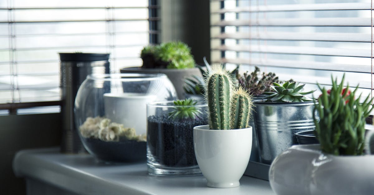 découvrez comment créer et entretenir un petit jardin plein de charme. astuces, conseils et idées pour optimiser l'espace et cultiver vos plantes préférées dans un jardin compact.