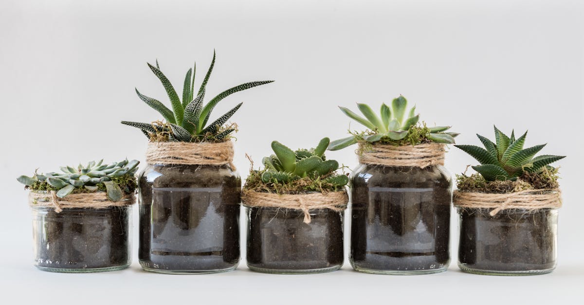 découvrez des idées inspirantes et des conseils pratiques pour aménager un petit jardin. transformez chaque centimètre en un espace magnifique et fonctionnel où la nature s'épanouit.