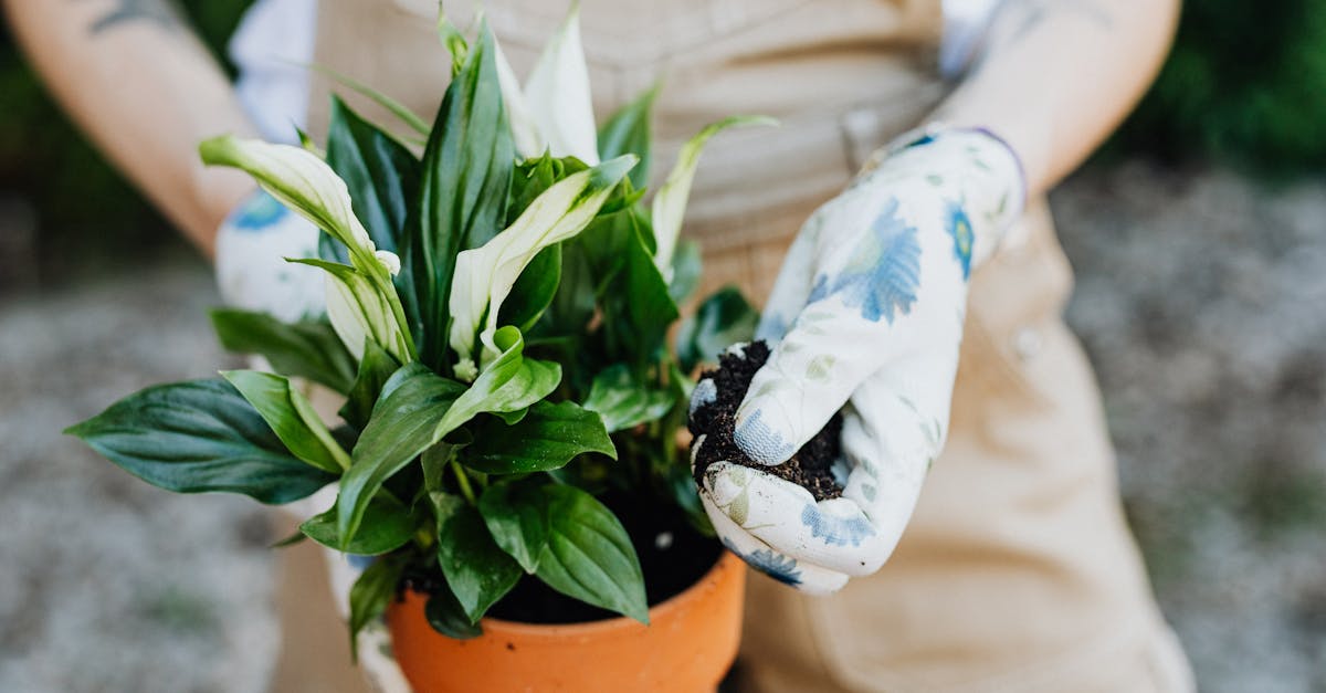 découvrez le spathiphyllum, une plante d'intérieur élégante et facile à entretenir. appréciez ses magnifiques feuilles verdoyantes et ses fleurs blanches intemporelles. idéale pour purifier l'air, elle apportera une touche de verdure à votre espace de vie.