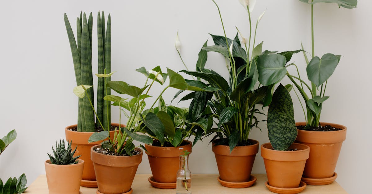 découvrez le spathiphyllum, une plante d'intérieur au feuillage luxuriant et aux fleurs élégantes. idéale pour purifier l'air et apporter une touche de verdure à votre espace, cette plante est facile d'entretien et s'épanouit dans diverses conditions d'éclairage. explorez les bienfaits et astuces pour le soin du spathiphyllum.