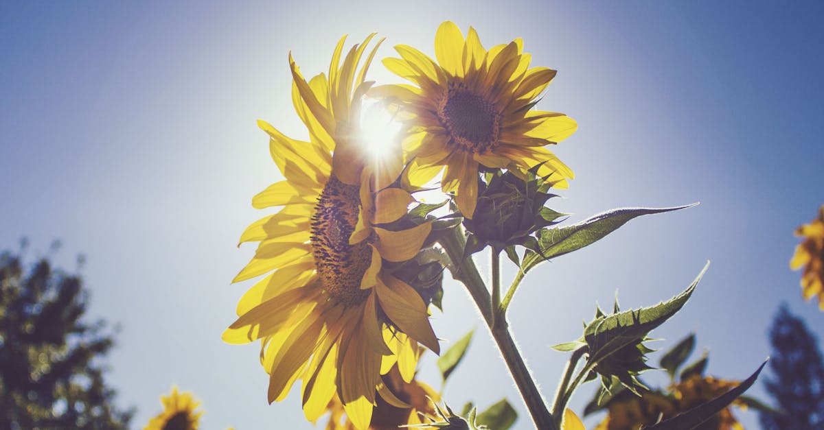 découvrez la beauté et les bienfaits du tournesol : une fleur éclatante qui apporte joie et soleil à votre jardin tout en offrant des graines riches en nutriments.