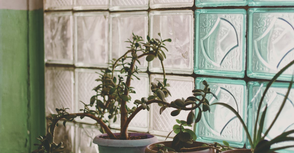 découvrez l'art du jardinage urbain : cultivez des plantes et légumes dans votre ville, même avec un espace réduit. apprenez des astuces pour transformer balcons et rooftops en oasis verdoyantes tout en contribuant à la biodiversité.