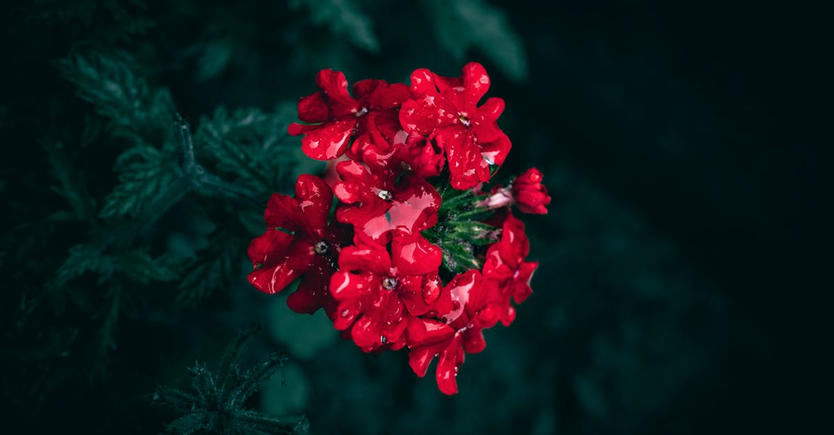 découvrez les bienfaits de la verveine, une plante aux propriétés apaisantes et aromatiques. que ce soit en infusion ou en usage cosmétique, la verveine promet détente et bien-être au quotidien.