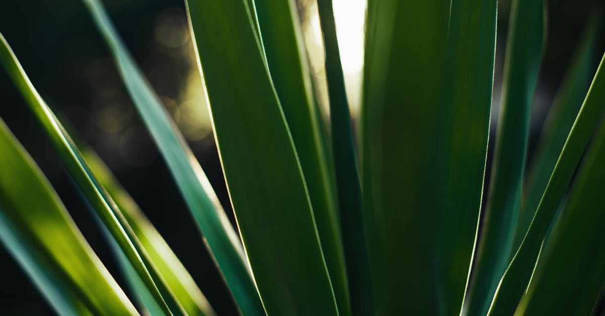 découvrez le yucca, une plante originaire d'amérique aux nombreuses variétés. apprenez comment l'entretenir et l'intégrer dans votre décoration intérieure ou votre jardin pour apporter une touche exotique.