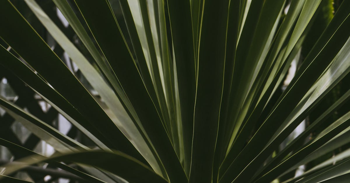 découvrez le yucca, une plante d'intérieur robuste et esthétique, parfaite pour apporter une touche de verdure à votre espace. apprenez comment l'entretenir, ses bienfaits et ses variétés les plus populaires.