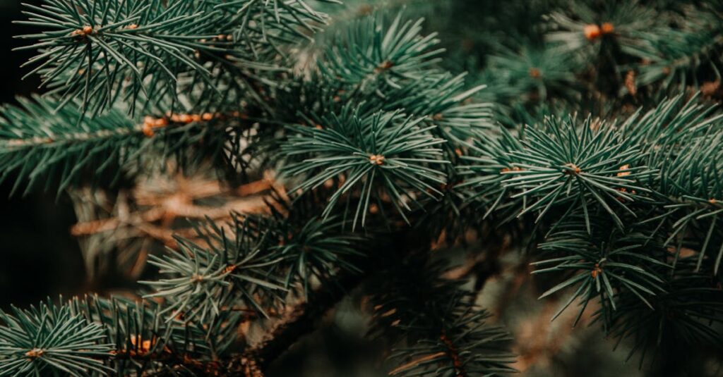 découvrez notre guide complet sur les arbres de noël : conseils pour choisir, décorer et entretenir votre sapin idéal pour des fêtes inoubliables.