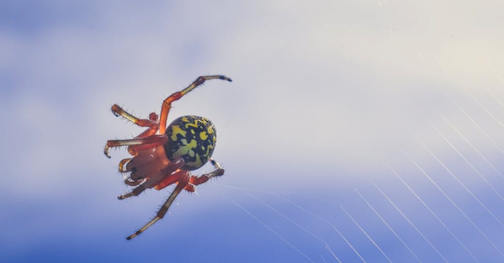 découvrez tout sur le acarien rouge, un nuisible redoutable pour vos plantes. apprenez à identifier, prévenir et traiter les infestations de ces petits ravageurs pour protéger votre jardin et assurer la santé de vos végétaux.