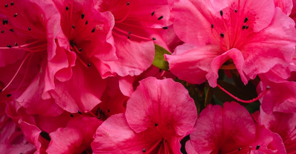 découvrez l'univers fascinant des rhododendrons, des plantes aux fleurs éclatantes qui embellissent les jardins. apprenez à les cultiver, à choisir les meilleures variétés et à profiter de leur beauté tout au long de l'année.