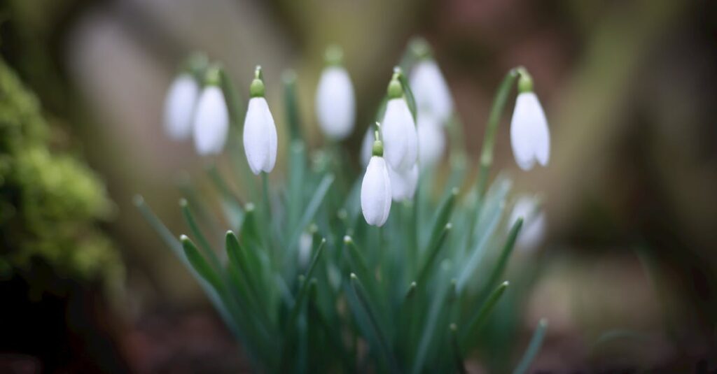 découvrez l'univers fascinant de la floraison avec nos conseils sur les plantes à fleurs, les techniques de jardinage et les astuces pour profiter d'un jardin éclatant de couleurs tout au long de l'année.