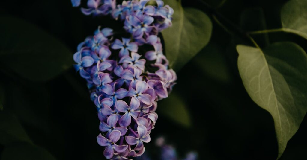 découvrez le lilas, une plante emblématique appréciée pour ses fleurs parfumées et sa beauté printanière. apprenez à cultiver et entretenir ce buisson coloré dans votre jardin, ainsi que ses variétés les plus populaires.
