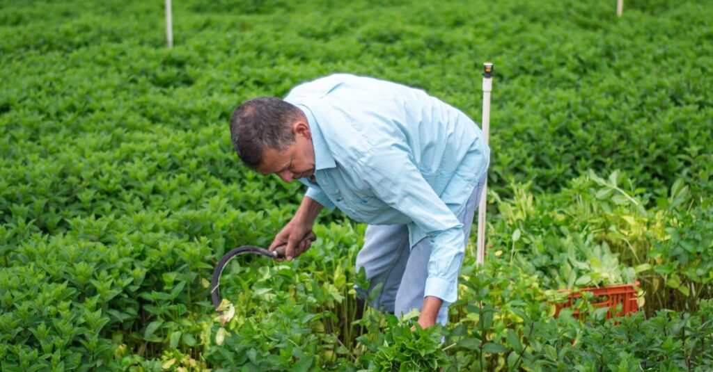 découvrez les secrets de la culture de la menthe, une plante aromatique prisée pour ses saveurs rafraîchissantes et ses multiples bienfaits. apprenez les techniques de plantation, d'entretien et de récolte pour obtenir une menthe de qualité dans votre jardin.