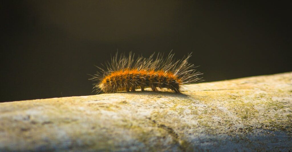 découvrez le processus de transformation qui vous permet de changer votre vie, d'adopter de nouvelles perspectives et de réaliser vos rêves. explorez des conseils pratiques et des témoignages inspirants pour amorcer votre propre métamorphose.