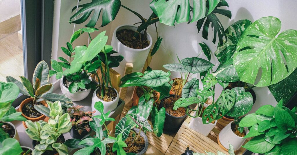 découvrez l'univers fascinant des plantes d'intérieur : conseils d'entretien, choix des espèces, et astuces pour créer un espace verdoyant et sain chez vous.