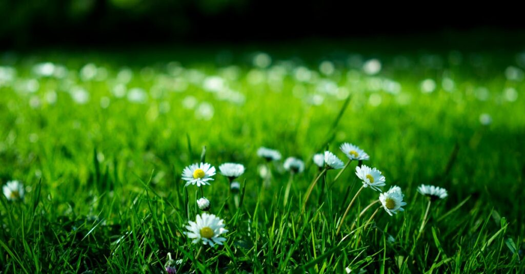 découvrez l'univers captivant du jardinage ! explorez nos conseils pour créer un jardin luxuriant, choisir les meilleures plantes et entretenir votre espace vert. transformez votre jardin en un havre de paix et de beauté.