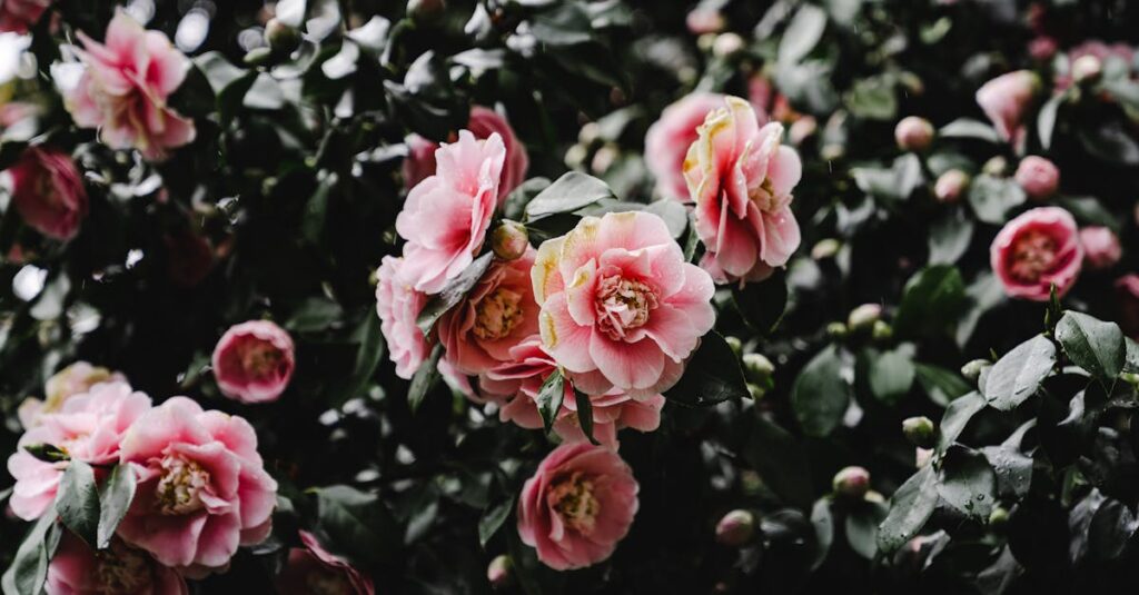 découvrez le camélia, une plante aux fleurs élégantes et parfumées, symbole de beauté et de raffinement. explorez ses différentes variétés, ses soins et son entretien pour embellir votre jardin.