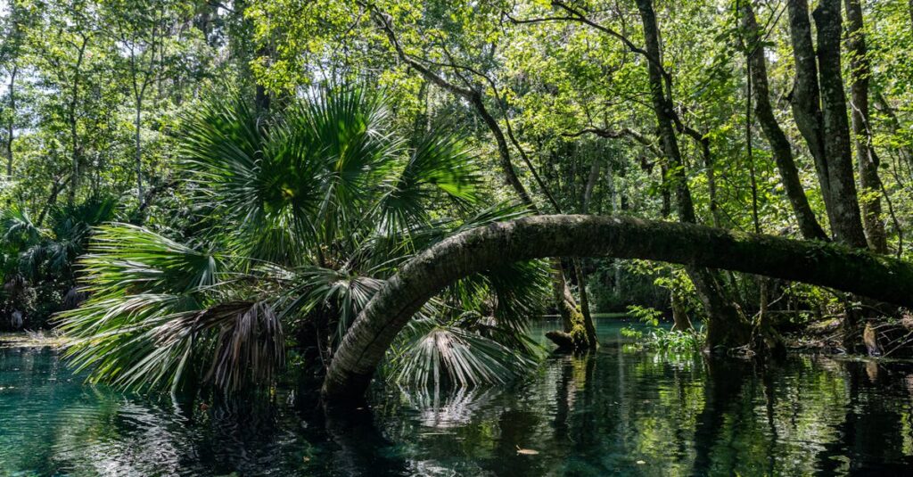 Le cyca : une plante fascinante à chérir et à entretenir découvrez les cycades, des plantes préhistoriques fascinantes et emblématiques, aux caractéristiques uniques et à l'importance écologique. plongez dans leur histoire et apprenez comment ces plantes résistent à travers les âges.