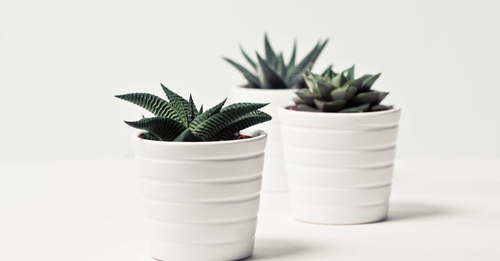 découvrez notre sélection de succulentes, ces plantes captivantes et faciles d'entretien qui ajoutent une touche de verdure à votre intérieur. apprenez à les cultiver et à les entretenir pour profiter de leur beauté toute l'année.