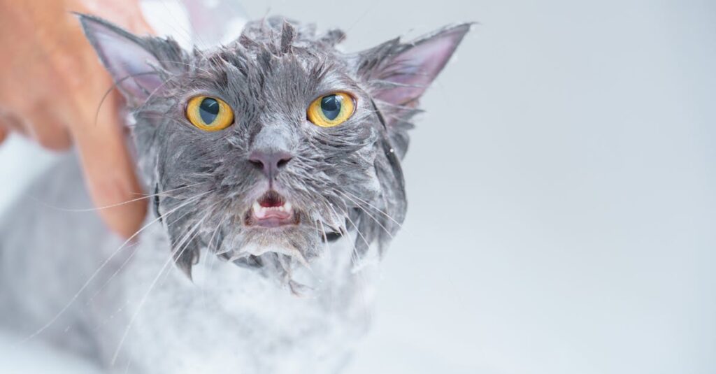 Révélez l’éclat de votre douche : astuces pratiques pour éliminer le calcaire et redonner vie aux joints découvrez nos astuces et conseils efficaces pour nettoyer votre douche en profondeur. transformez votre espace de bain en un lieu éclatant de propreté avec nos méthodes simples et rapides.