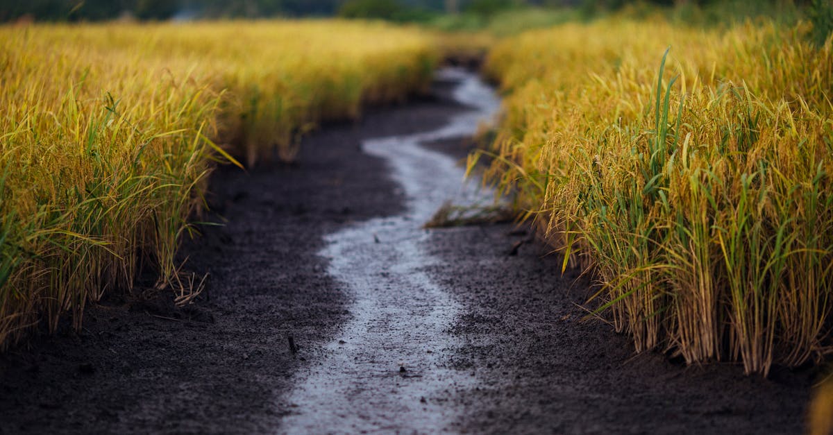 découvrez les avantages de l'irrigation automatique pour un jardinage efficace et sans effort. optimisez l'arrosage de vos plantes grâce à des systèmes innovants qui assurent une distribution uniforme de l'eau, tout en économisant temps et ressources.
