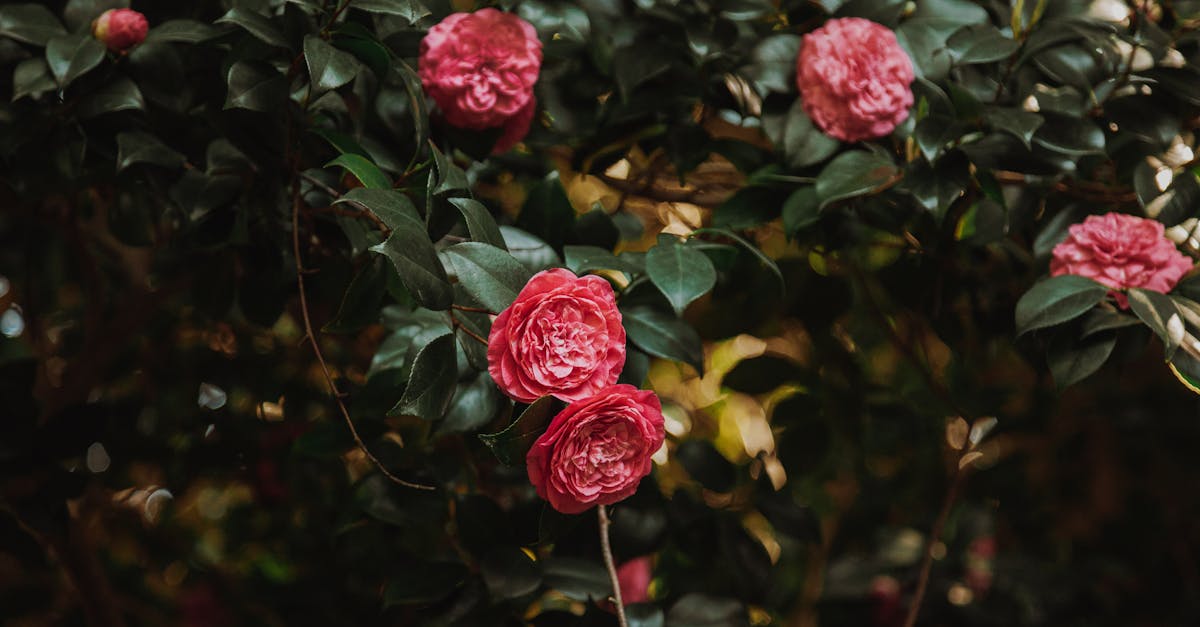 découvrez le camélia, une plante élégante aux fleurs spectaculaires. explorez les différentes variétés, ses soins, et apprenez comment intégrer cette beauté florale dans votre jardin.