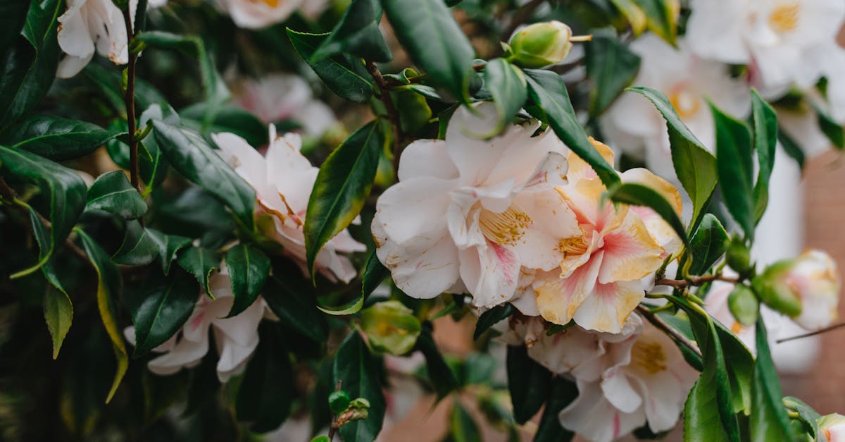 découvrez le camélia, une plante élégante aux fleurs délicates qui embellit vos jardins et espaces intérieurs. explorez ses variétés, ses soins et son entretien pour profiter de sa beauté tout au long de l'année.