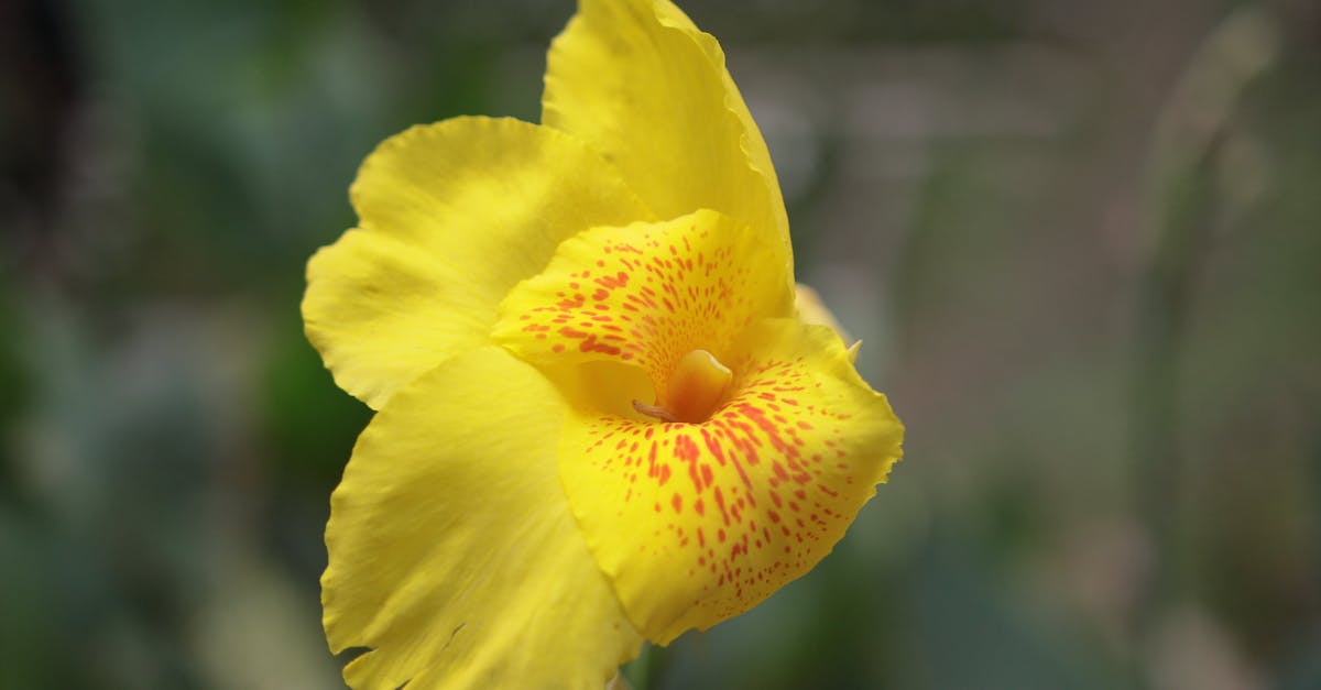 découvrez tout sur le canna, une plante exotique aux couleurs vibrantes qui embellit vos jardins et terrasses. apprenez ses techniques de culture, ses variétés et son entretien pour profiter au mieux de sa beauté.