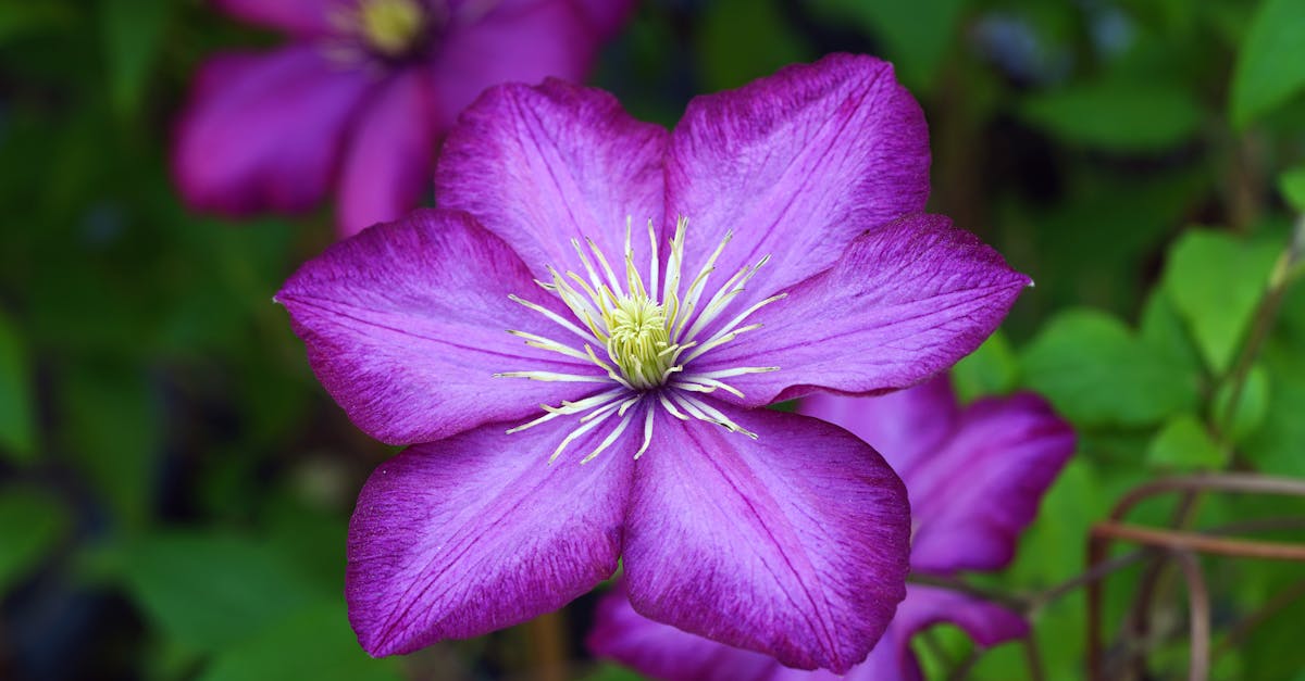 découvrez la beauté des clématites, ces magnifiques plantes grimpantes aux fleurs éclatantes. idéales pour orner vos jardins et terrasses, apprenez à les cultiver et entretenir pour profiter pleinement de leur floraison.