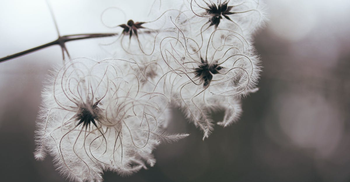 découvrez les clématites, ces magnifiques plantes grimpantes aux fleurs éclatantes et variées. apprenez à les cultiver, à les entretenir et à les intégrer dans votre jardin pour apporter une touche d'élégance et de couleur à votre extérieur.