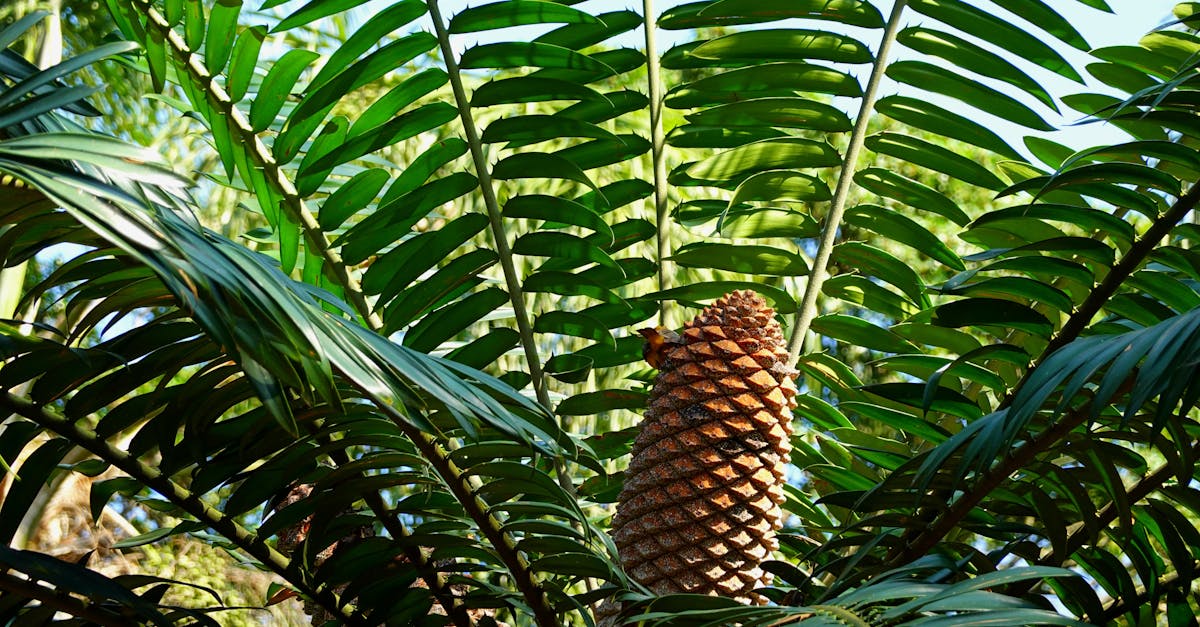 découvrez les cycas, ces fascinantes plantes préhistoriques aux feuilles en forme de spirale et aux grandes palmes. explorez leur histoire, leur habitat naturel et comment en prendre soin dans votre jardin.