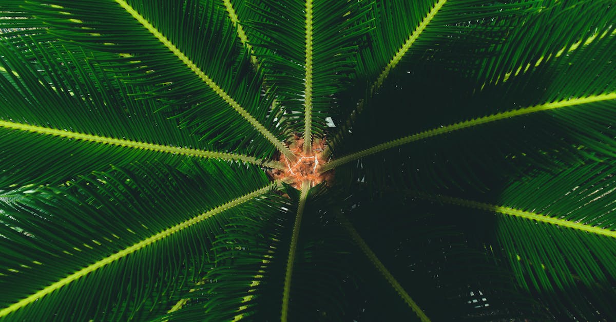 découvrez les cycades, des plantes fascinantes au passé ancestral, qui apportent une touche exotique à votre jardin. explorez leurs caractéristiques, variétés et conseils d'entretien pour valoriser ces précieuses espèces végétales.
