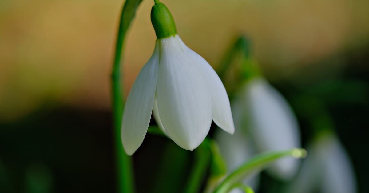 découvrez l'univers fascinant de la floraison, où chaque fleur dévoile sa beauté et son importance dans la nature. apprenez-en davantage sur les différentes espèces, leurs cycles de vie et comment elles enrichissent notre environnement.