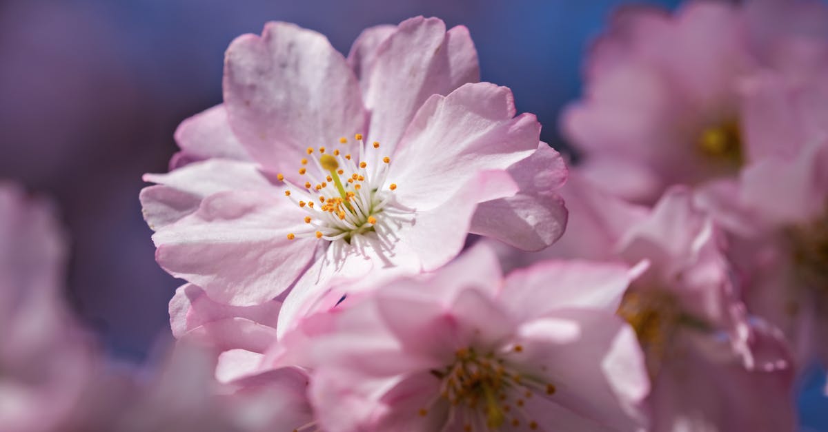 découvrez l'art de la floraison avec nos conseils et astuces pour faire éclore vos plantes en toute beauté. plantes d'intérieur, jardinières fleuries et secrets de jardinage vous attendent pour transformer votre espace en un véritable paradis floral.