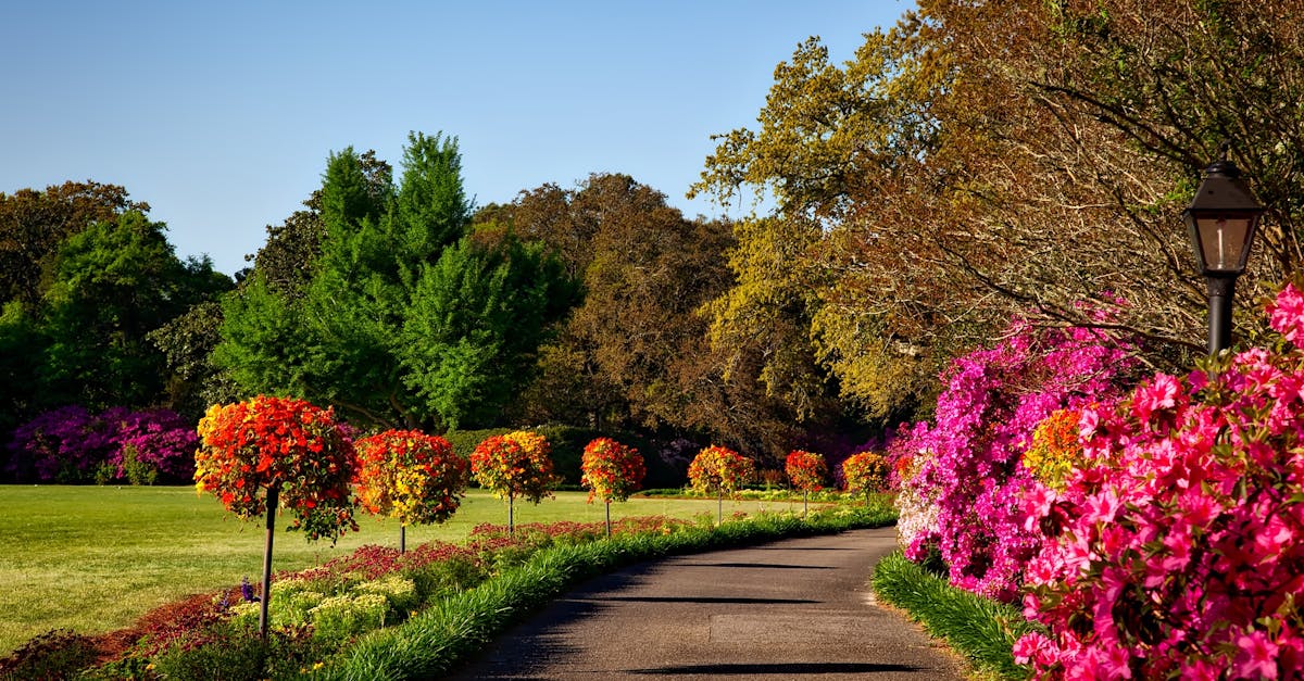découvrez l'univers du jardinage avec des conseils pratiques, des idées de décoration et des astuces pour créer un espace extérieur épanouissant. cultivez vos plantes préférées et transformez votre jardin en un véritable havre de paix.