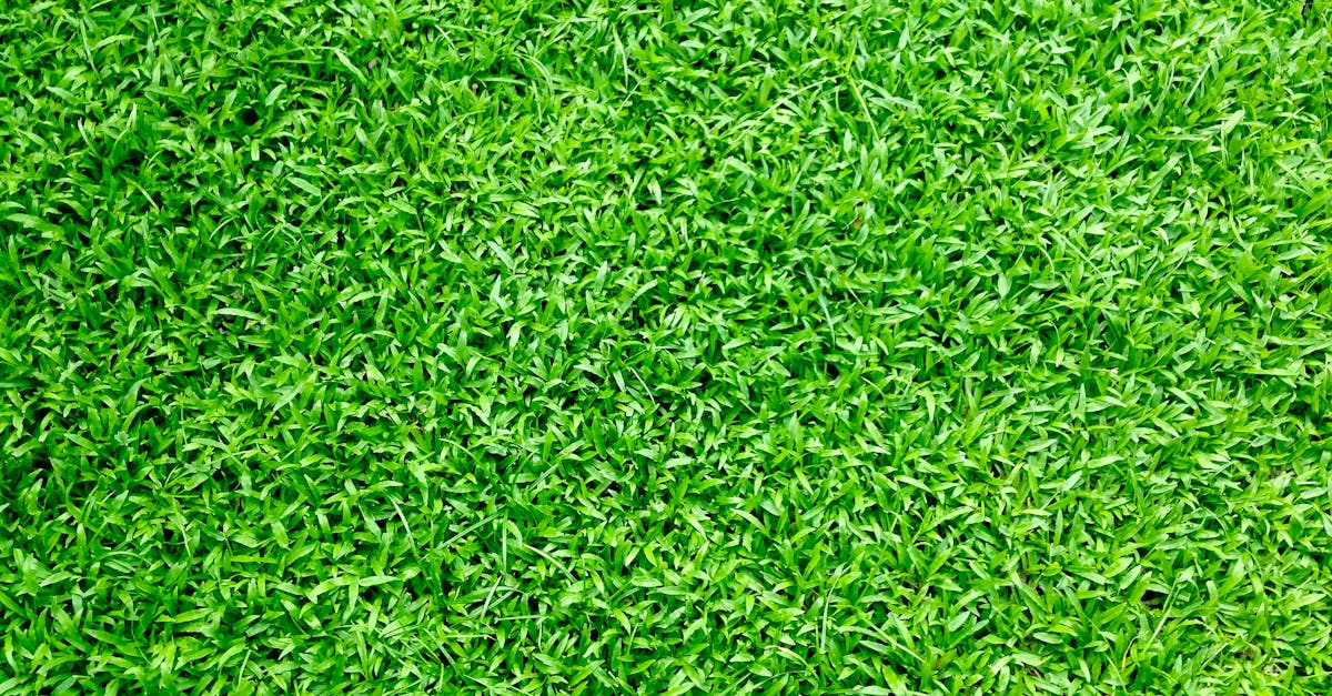 découvrez l'univers apaisant du jardinage avec nos conseils et astuces pour créer un espace vert idyllique. plantes, fleurs, légumes ou aménagement, tout pour transformer votre jardin en un véritable havre de paix.