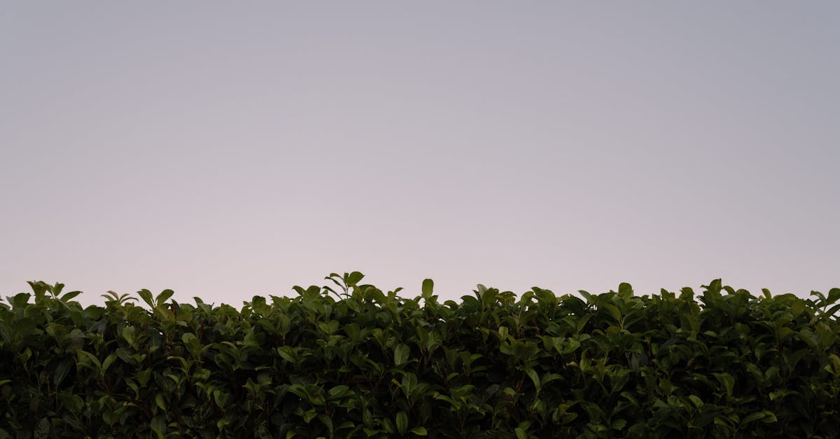 découvrez comment sublimer votre jardin avec nos bordures de jardin uniques. ajoutez une touche d'élégance et de structure à vos espaces verts tout en préservant vos plantations. inspirez-vous de nos idées et conseils pour créer un extérieur harmonieux et accueillant.