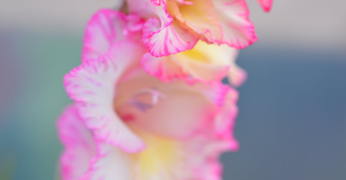 découvrez le gladiolus, une plante à fleurs spectaculaire, prisée pour ses tiges majestueuses et ses couleurs éclatantes. idéal pour embellir vos jardins ou composer de magnifiques bouquets, apprenez tout sur son entretien, ses variétés et son symbolisme.
