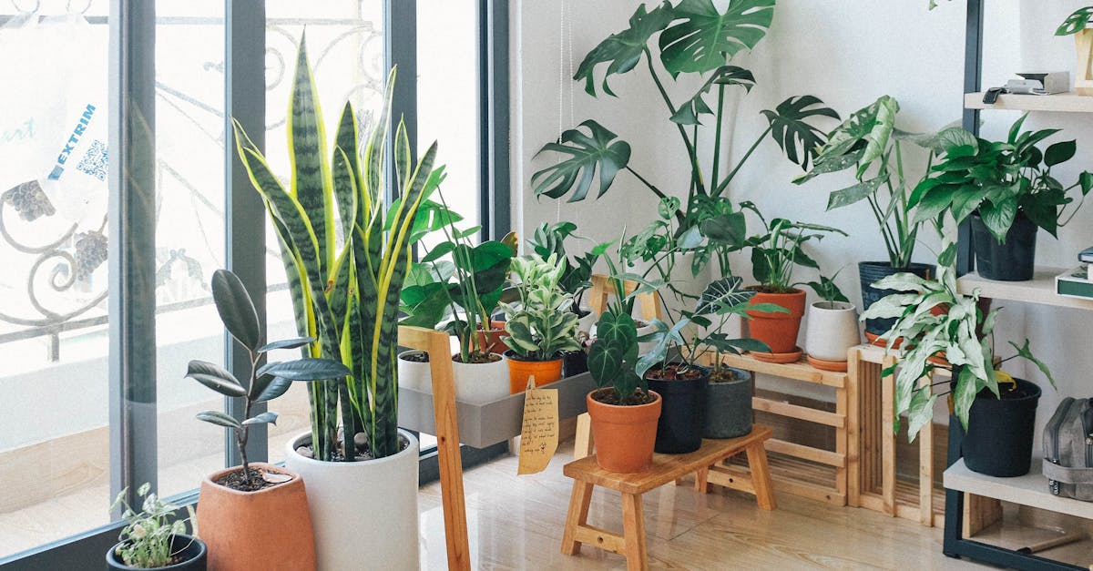 découvrez comment choisir, entretenir et maximiser la beauté de vos plantes d'intérieur. transformez votre espace de vie avec des conseils sur les meilleures espèces, l'arrosage, l'éclairage et bien plus encore pour créer un environnement verdoyant et sain chez vous.