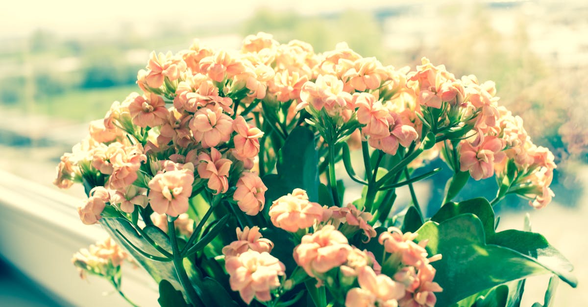 découvrez le kalanchoe, une plante succulente aux fleurs éclatantes et faciles à entretenir. parfaite pour embellir votre intérieur, elle apporte une touche de verdure tout en nécessitant peu d'arrosage. apprenez à prendre soin de votre kalanchoe pour profiter de sa beauté toute l'année.