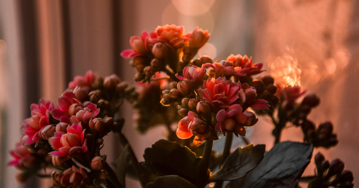découvrez le kalanchoe, une plante d'intérieur résistante et facile à entretenir, connue pour ses magnifiques fleurs colorées et ses propriétés purificatrices. apprenez à prendre soin de cette succulente et apportez une touche de verdure à votre intérieur.