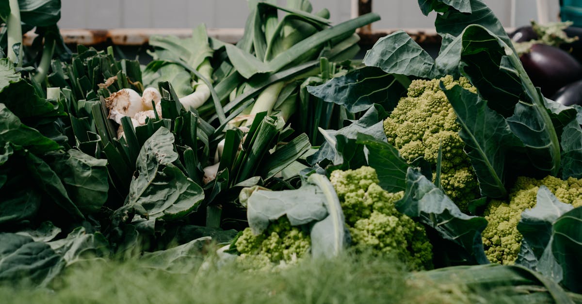découvrez tout sur les poireaux : recettes savoureuses, bienfaits pour la santé, conseils de cuisson et astuces de jardinage. apprenez à intégrer ce légume polyvalent dans votre alimentation et à en tirer parti pour une cuisine saine et délicieuse.